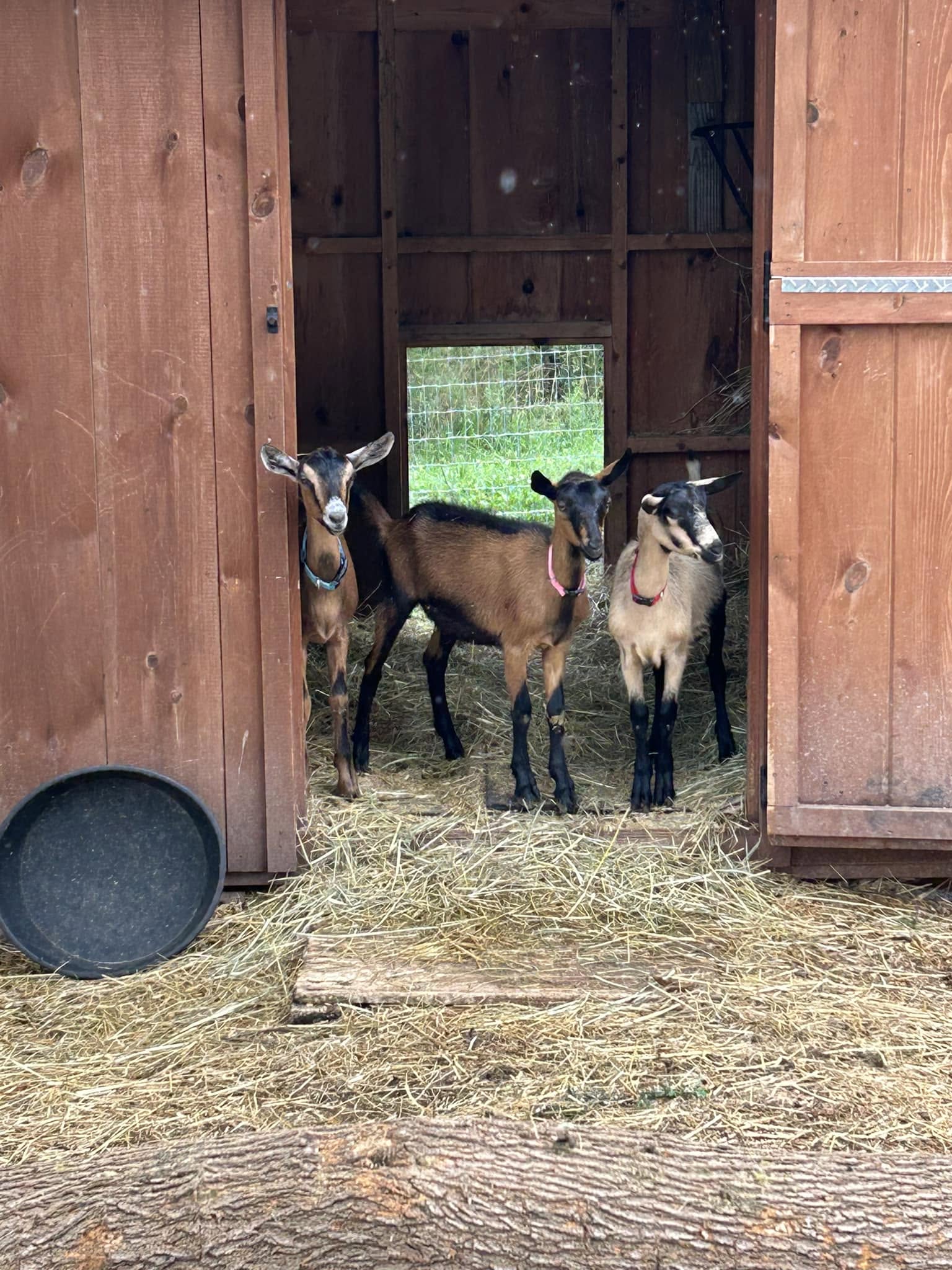 Baby goats on the farm