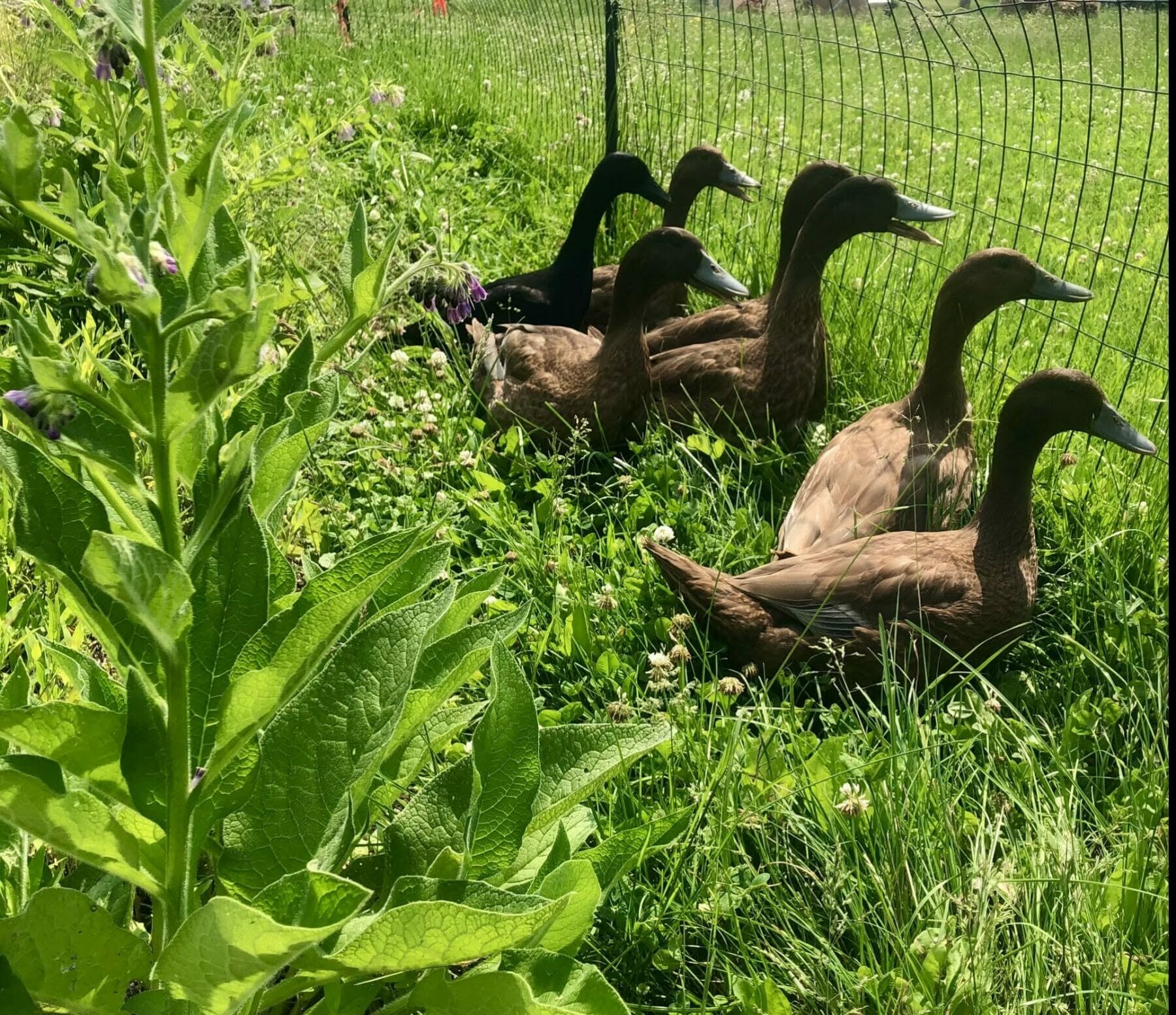Ducks on the farm