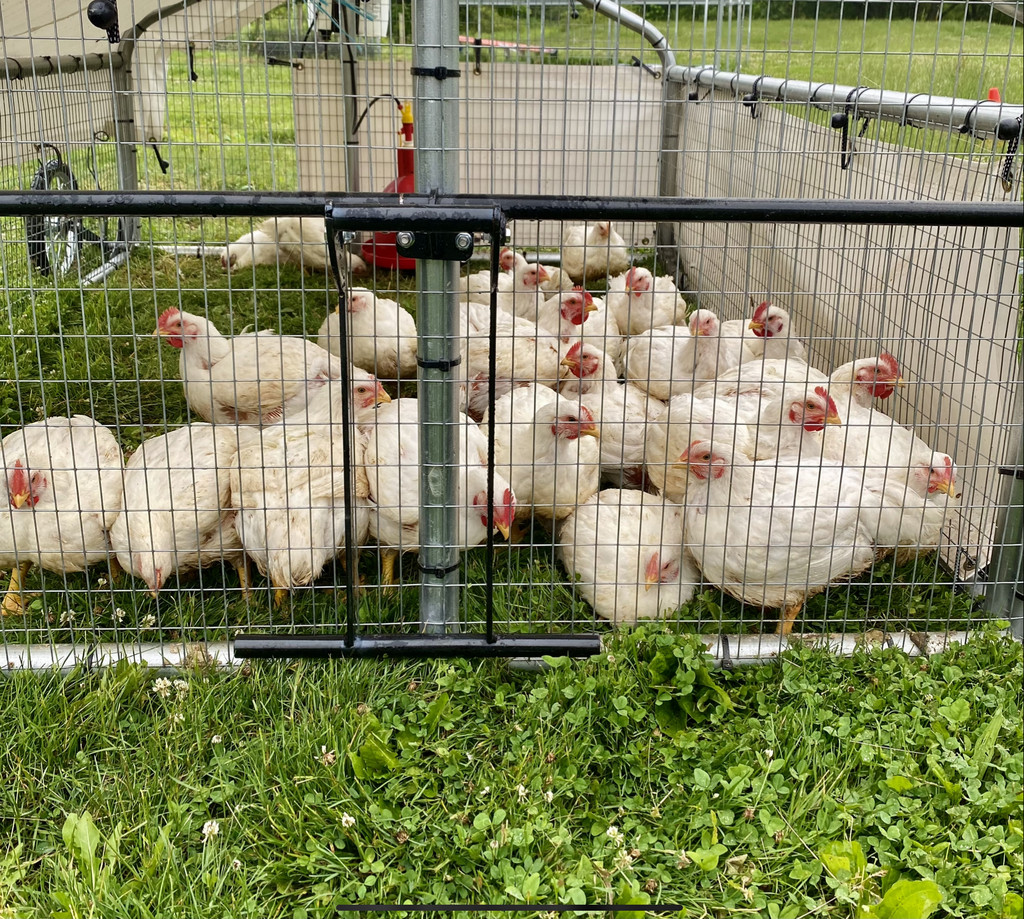 Birds gathered outdoors