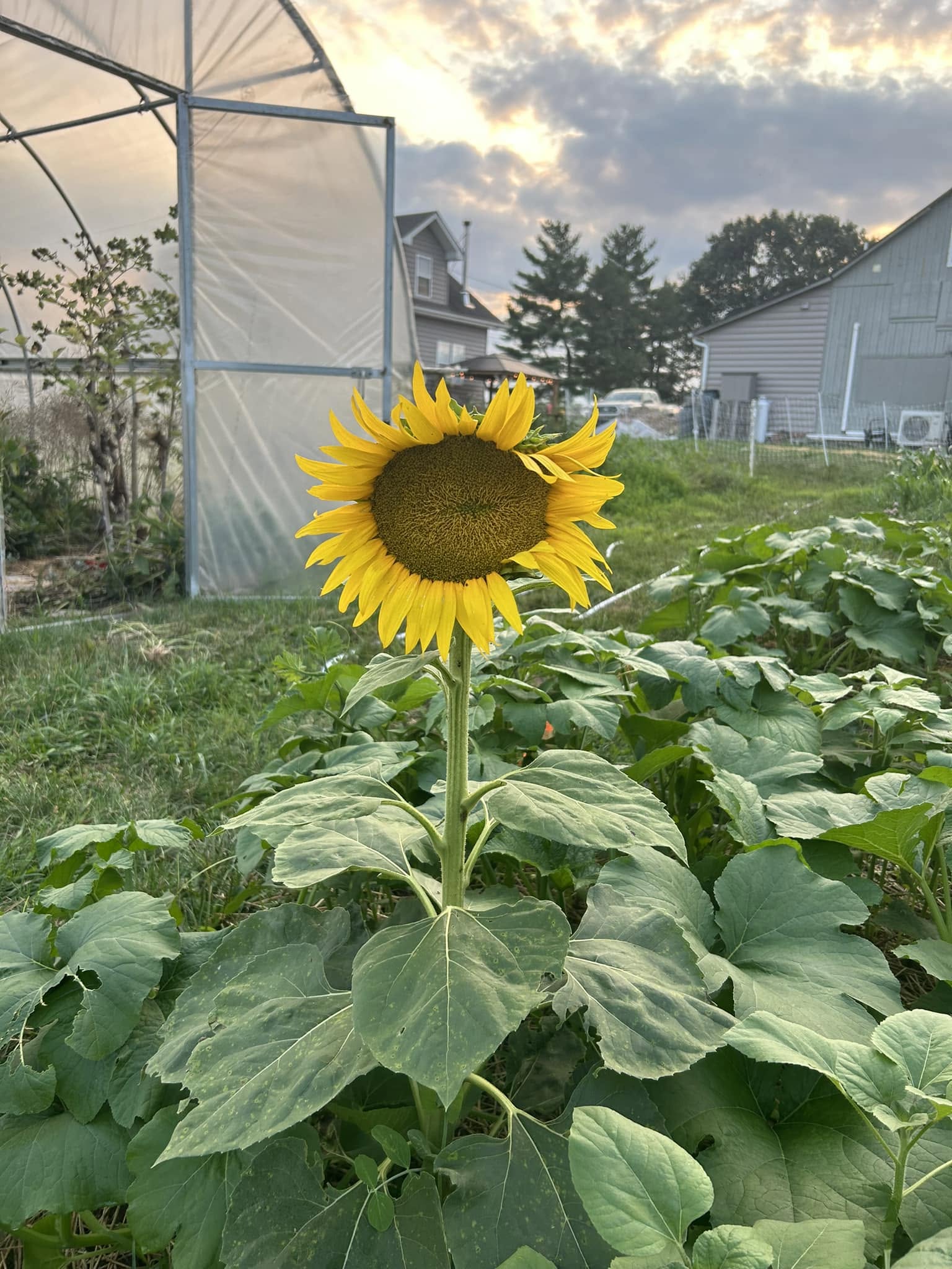 Sunflower in bloom